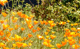 home-sustainability